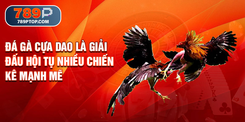 Đá gà cựa dao là giải đấu hội tụ nhiều chiến kê mạnh mẽ