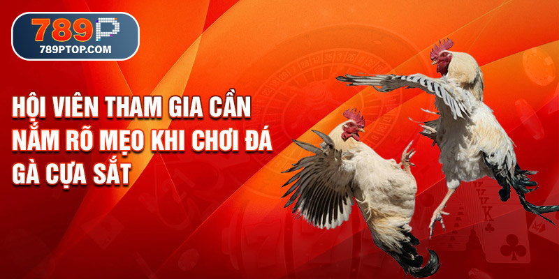 Hội viên tham gia cần nắm rõ mẹo khi chơi đá gà cựa sắt